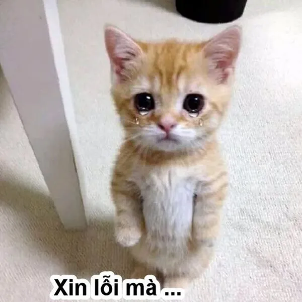 meme xin lỗi đáng yeeuu nhất 