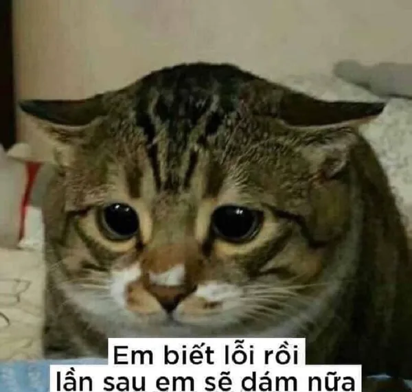 meme xin lỗi mèo khóc 