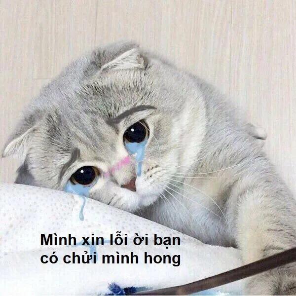 meme xin lỗi mèo khóc 