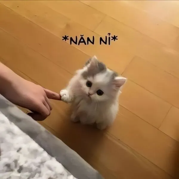 meme xin lỗi năn nỉ 