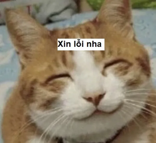 meme xin lỗi nha dễ thương 