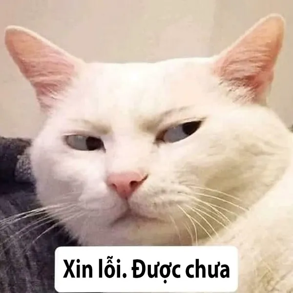 meme xin lỗi tức giận 