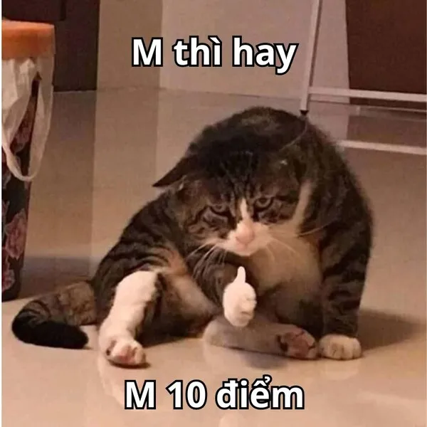 meme 10 điểm chú mèo 