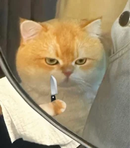 135+ ảnh meme mèo cầm dao hài hước, độc lạ cực chất