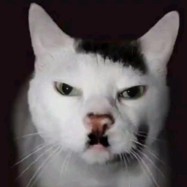 cat hitler meme (3)