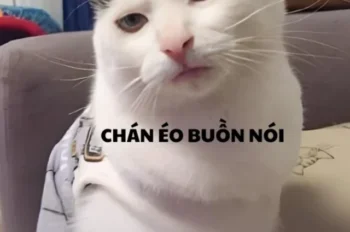 Cười xỉu với 152+ ảnh meme mèo bựa hài hước cực lầy lội
