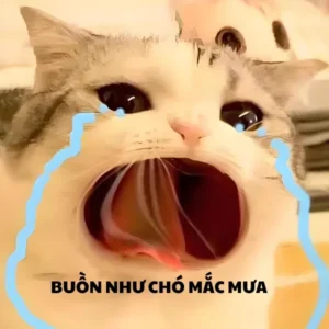 Bắt trend với 218+ ảnh meme mèo khóc hài hước cực chất