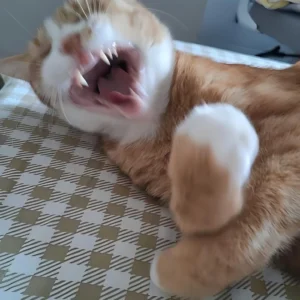 TOP 136+ ảnh meme mèo cười hài hước siêu đáng yêu