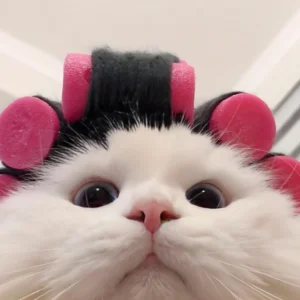 Tổng hợp 183+ ảnh meme mèo cute lầy lội cực hài