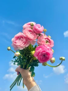 168+ hình ảnh hoa mao lương đẹp rực rỡ, say đắm lòng người