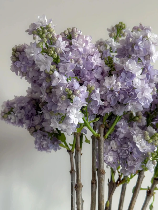 hoa tử đinh hương lilac