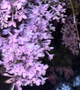 158+ hình ảnh hoa tử đinh hương đẹp nhẹ nhàng, lãng mạn