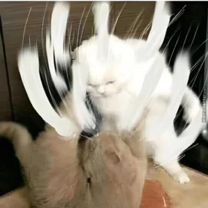 166+ ảnh meme đánh nhau hài hước, "cà khịa" vui nhộn