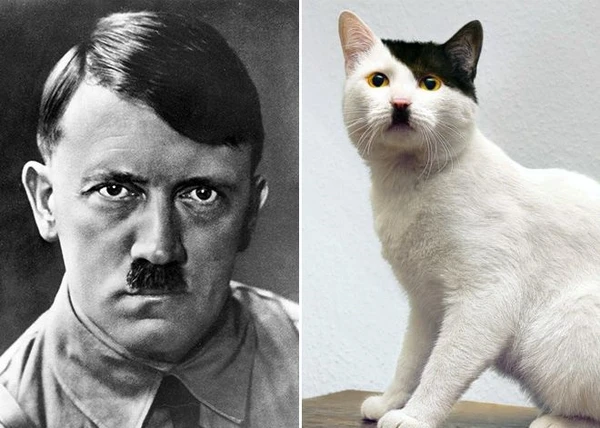 mèo hitler meme (2)