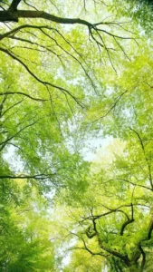 Hình nền phong thủy mệnh mộc chuẩn