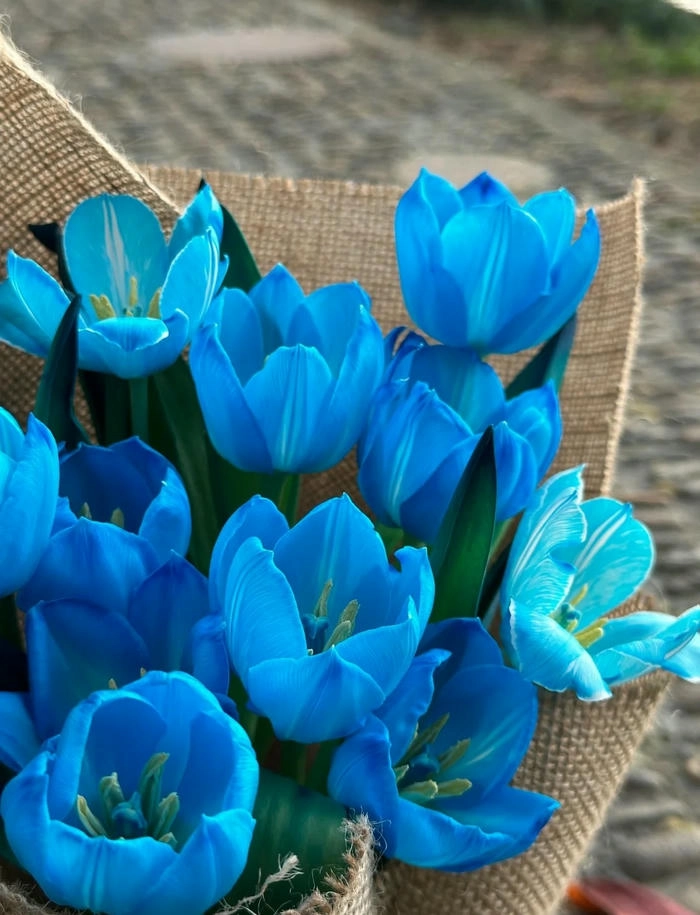 ảnh hoa tulip màu xanh dương