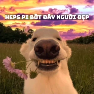 ảnh meme chúc mừng sinh nhật