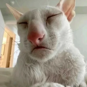 hình ảnh meme mèo vô tri nhìn đểu