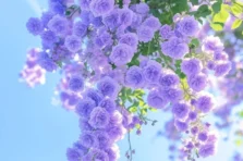 177+ ảnh hoa tím đẹp mộng mơ, chill nhẹ với sắc tím mê ly