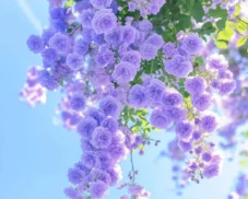 177+ ảnh hoa tím đẹp mộng mơ, chill nhẹ với sắc tím mê ly