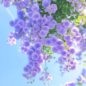 hoa màu tím bên bờ hồ