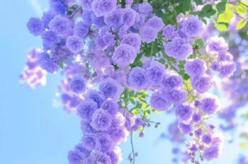 177+ ảnh hoa tím đẹp mộng mơ, chill nhẹ với sắc tím mê ly
