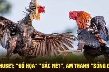 Đá Gà Hubet: “Đồ họa” “sắc nét”, âm thanh “sống động”!