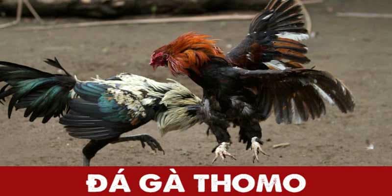 Bí Quyết Đánh Bại Đối Thủ Trong Đá Gà Thomo Tại AE888