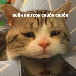 meme mèo buồn nhất