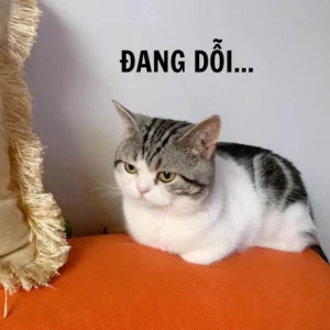 meme mèo dỗi với ánh mắt khó chịu