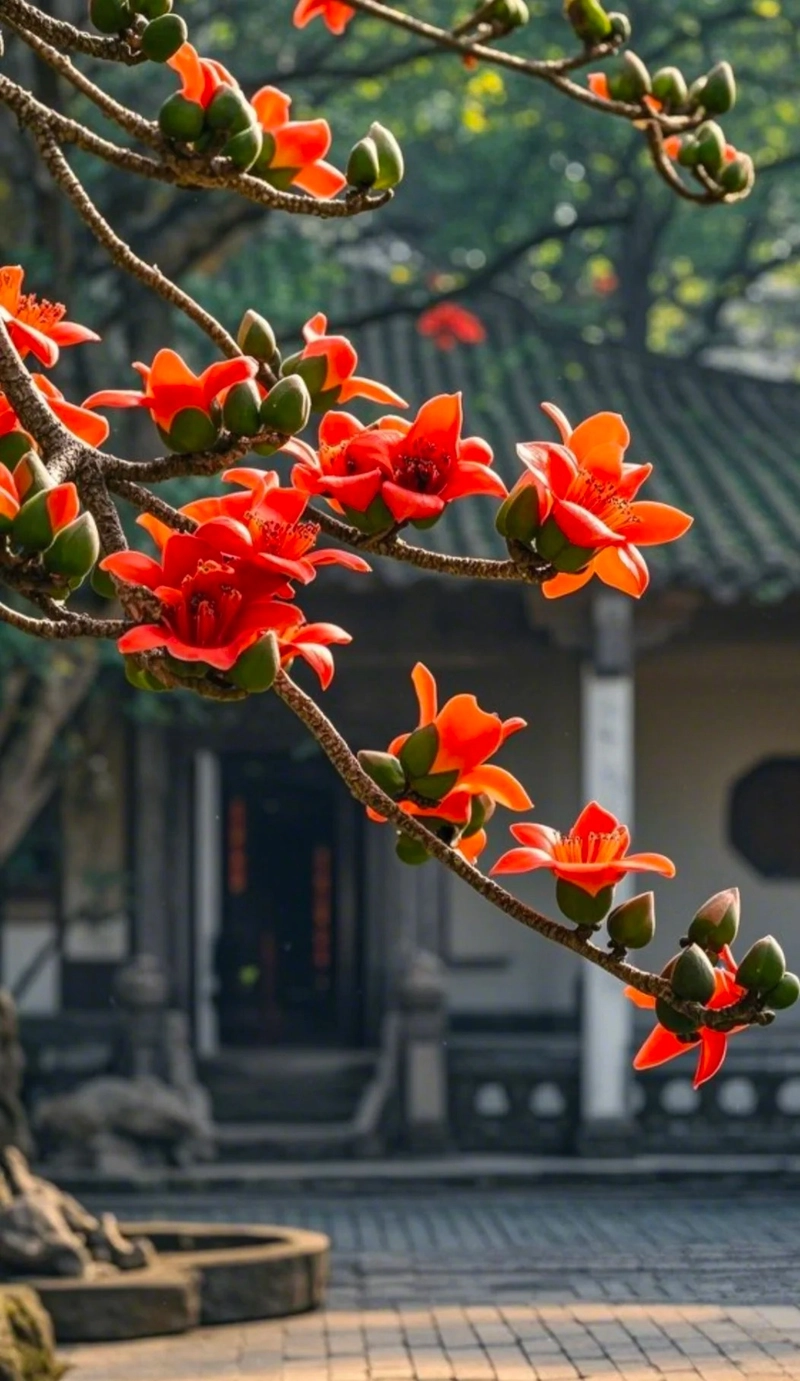 Ảnh cây hoa gạo đẹp