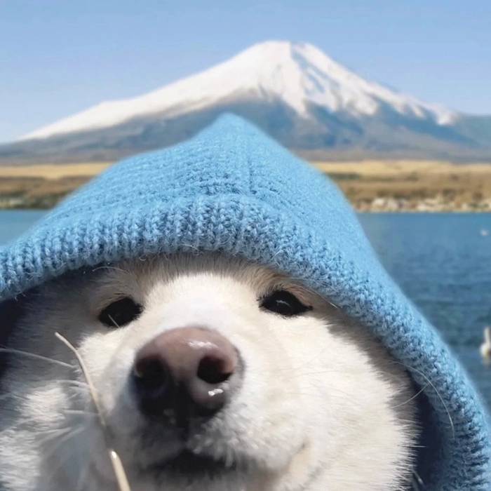 Ảnh chó alaska cute dễ thương