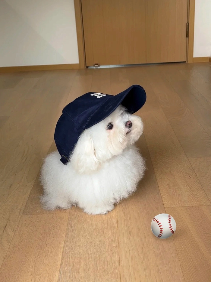 Ảnh chó cute đáng yêu
