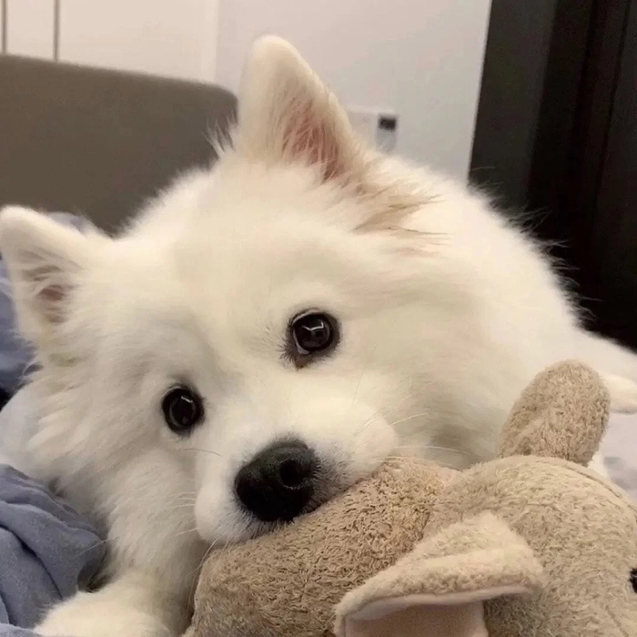 Ảnh chó cute dễ gây nghiện