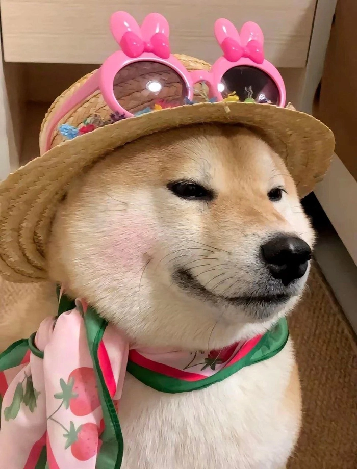 Ảnh chó cute dễ thương overload