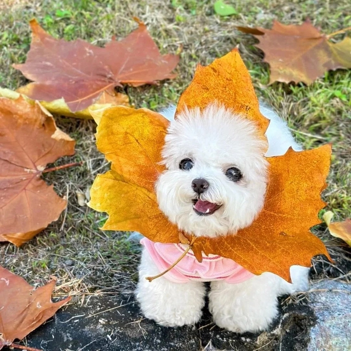 Ảnh chó cute dễ thương