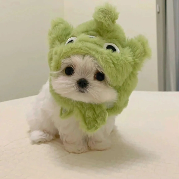 Ảnh chó cute đội mũ