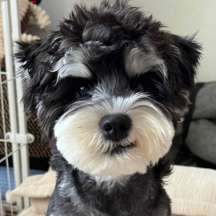 Ảnh chó cute hài ngốc