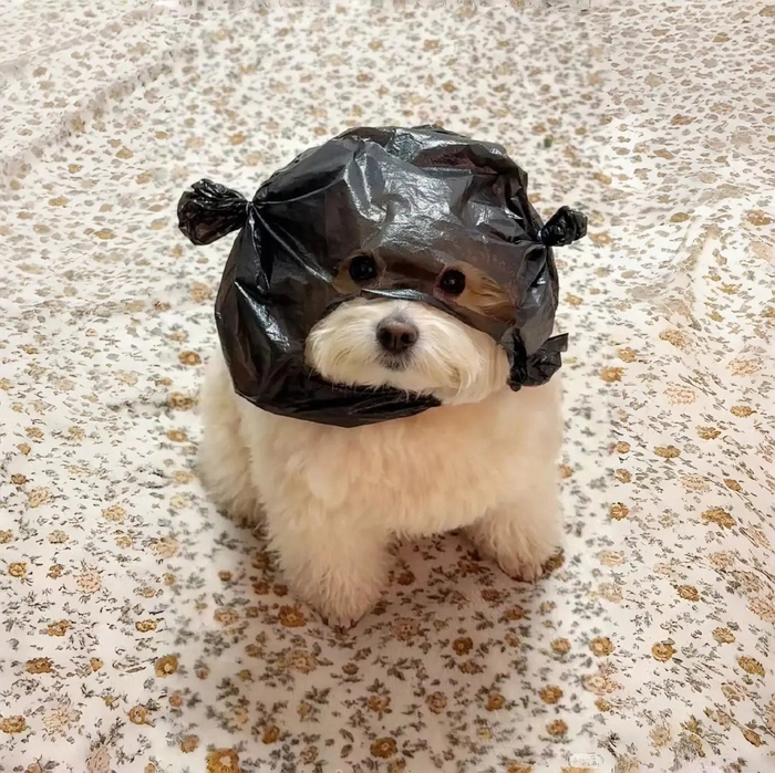 Ảnh chó cute làm avatar