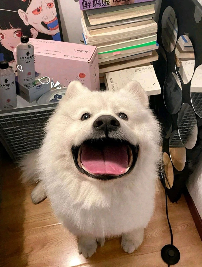 Ảnh chó cute mặt ngu