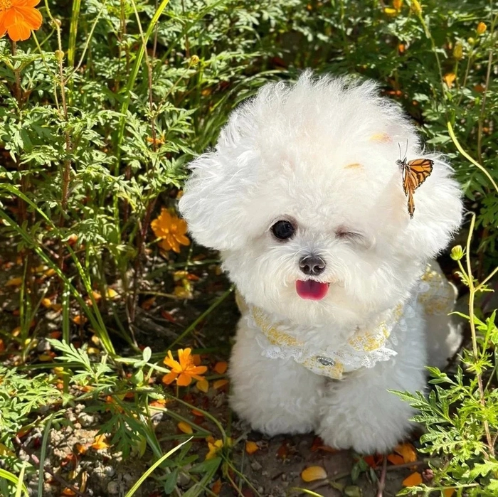 Ảnh chó cute phiên bản giống hoạt hình
