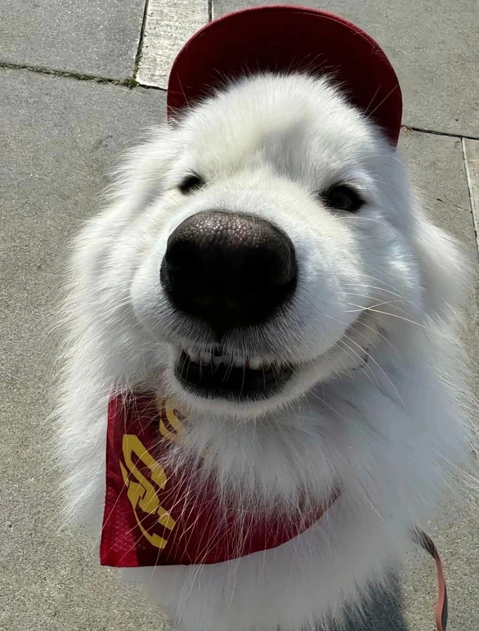Ảnh chó cute tấu hài