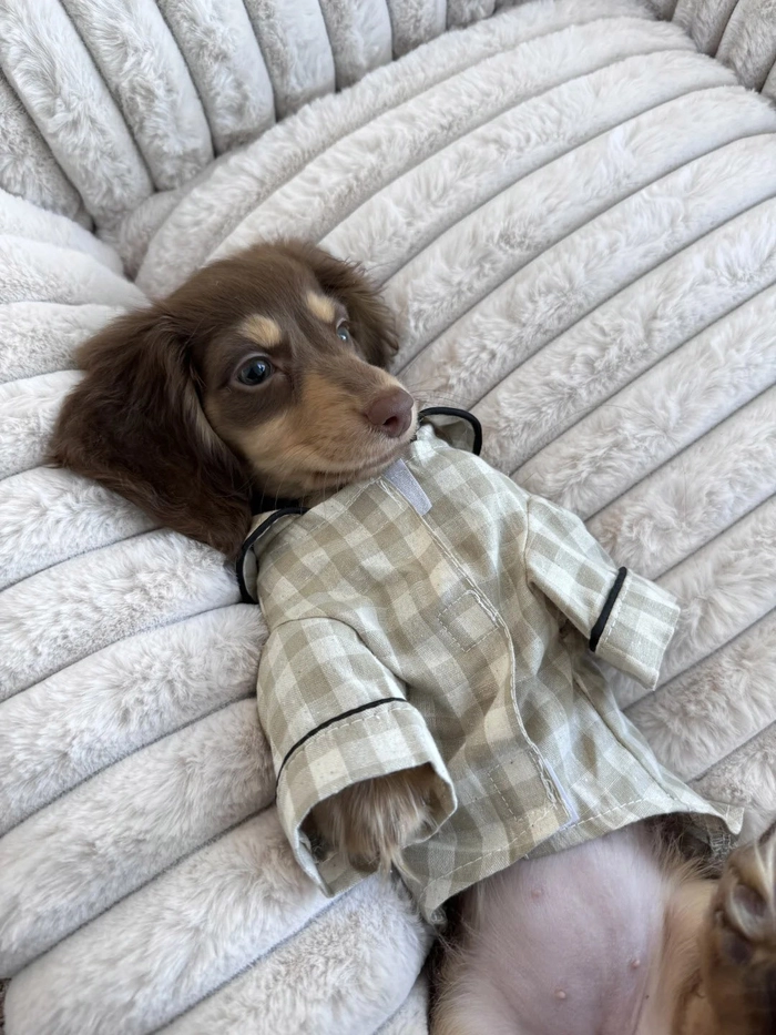 Ảnh chó cute team Gen Z