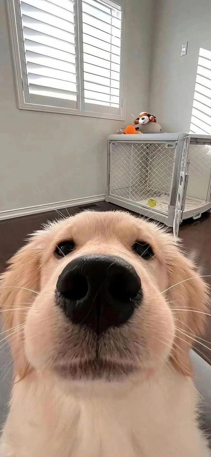 Ảnh chó cute vô tri hài