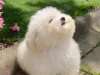 315+ hình ảnh chó cute xỉu up xỉu down nhìn phát là mê