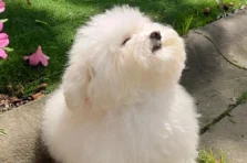 315+ hình ảnh chó cute xỉu up xỉu down nhìn phát là mê