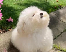 315+ hình ảnh chó cute xỉu up xỉu down nhìn phát là mê