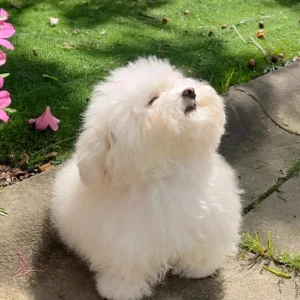 Ảnh chó cute xinh xắn