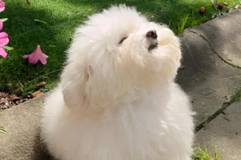 315+ hình ảnh chó cute xỉu up xỉu down nhìn phát là mê