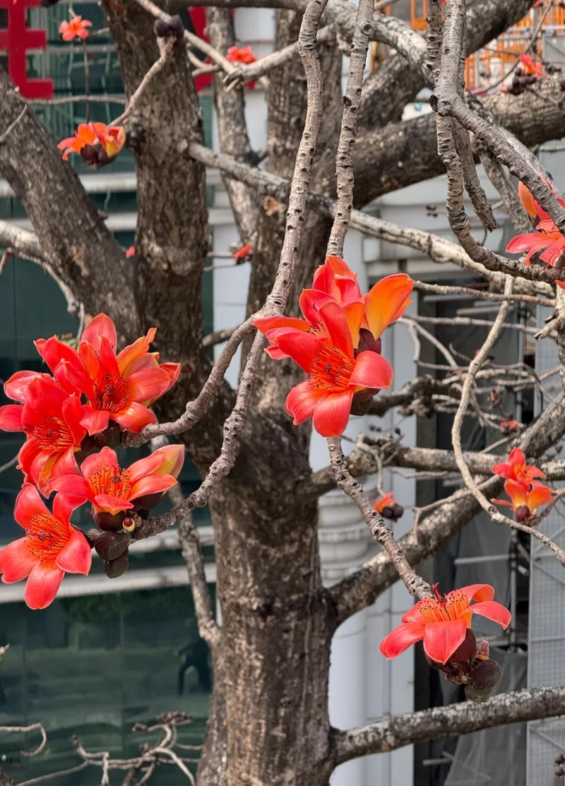 Ảnh đẹp về hoa gạo
